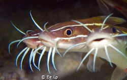 Plotosus lineatus (striped eel catfish) kissing the lens.... by E&e Lp 